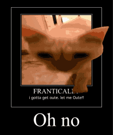 a framed picture of a cat with the words franticali i gotta get oute let me oute oh no