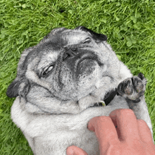 a person is petting a pug dog laying on the grass