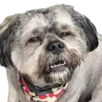 a small dog with a beard wearing a bandana around its neck .