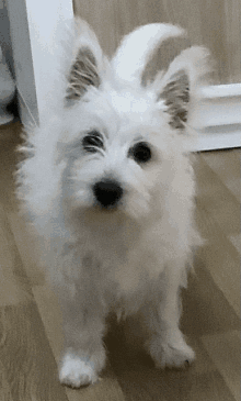 a small white dog standing on a wood floor