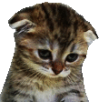 a close up of a kitten 's face with its ears folded on a white background .