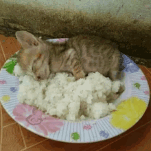 a kitten sleeping on a plate of rice