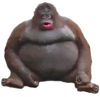 a monkey with a big belly is sitting on the ground