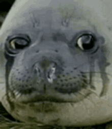 a close up of a seal 's face looking at the camera .