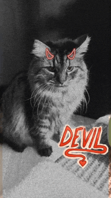 a cat with devil horns on it 's head