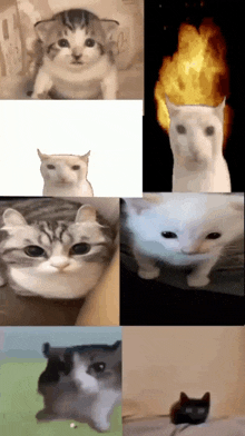 a collage of pictures of cats including one with a fireball on its head