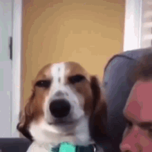 a brown and white dog is looking at the camera while sitting next to a person on a couch .