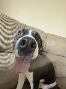 a black and white dog is sticking its tongue out