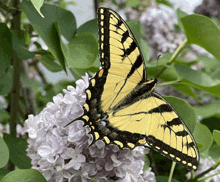 a yellow and black butterfly sitting on a purple flower