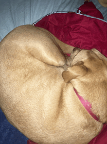 a dog is curled up on a bed with a red blanket