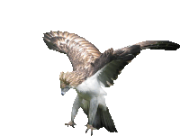 a brown and white bird is flying with its wings outstretched on a white background