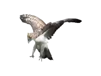 a brown and white bird is flying with its wings outstretched on a white background