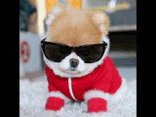 a small dog wearing sunglasses and a santa suit is sitting on a carpet .