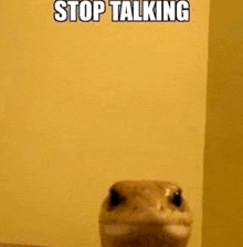 a lizard is standing in front of a yellow wall with the words `` stop talking '' written above it .