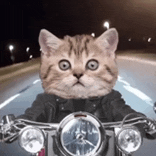 a cat is riding a motorcycle at night .