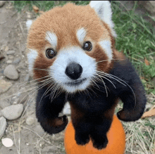 a red panda is standing on its hind legs next to an orange pumpkin