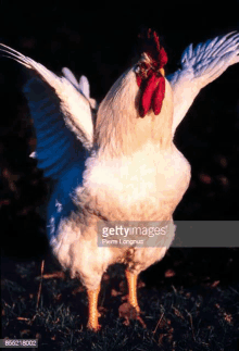 a white rooster standing in the grass with its wings spread .