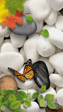 a butterfly sits on a rock surrounded by white rocks and green leaves