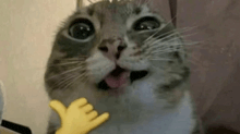 a close up of a cat with its tongue out and a yellow hand .