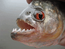 a close up of a piranha fish with its mouth open and sharp teeth .