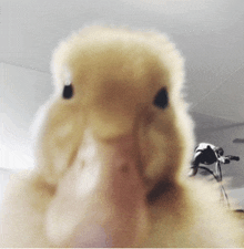 a close up of a stuffed animal with a black eye