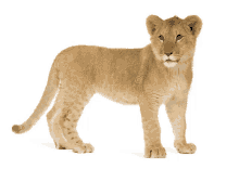 a lion cub is standing in front of a white background and looking at the camera