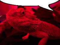 a red lizard with a white speech bubble behind it