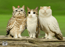 two owls and two cats are standing next to each other on a piece of wood