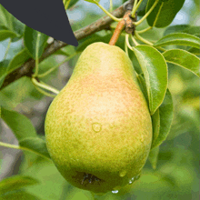 a pear is hanging from a tree branch