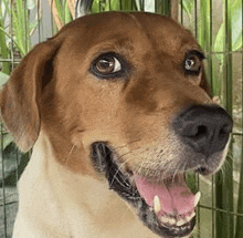 a brown and white dog is sitting in a cage with its tongue out .