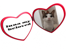 a heart shaped mirror with a picture of a cat and the words luna my beloved