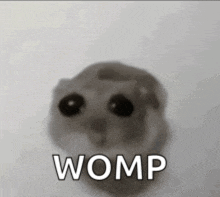 a hamster is sitting on a white surface with the words womp written on it .