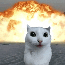 a white cat is standing in front of a large explosion in the background .