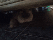 a cat peeking out from under a couch