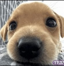 a close up of a brown puppy 's face with a purple sticker that says 17:37