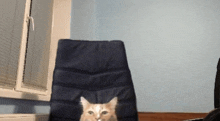 a cat is sitting in a chair in front of a window with blinds