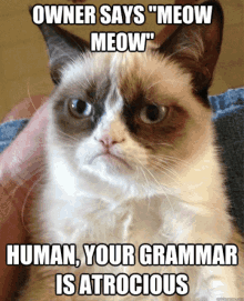 a grumpy cat says " owner says " meow meow " human your grammar is atrocious