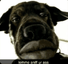 a close up of a dog 's face with a caption that says lemme sniff ur ass