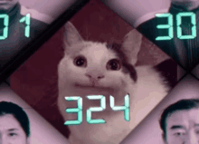 a picture of a cat with the number 324 written on it