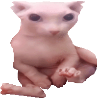 a close up of a hairless cat sitting on its hind legs