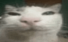 a close up of a white cat 's face with a blurred background .