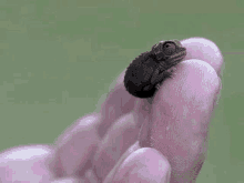 a small chameleon is sitting on a finger of a person .