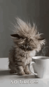a kitten is sitting next to a cup of coffee on a table .