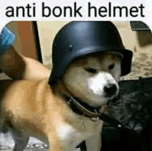 a dog wearing a helmet with the words `` anti bonk helmet '' above it .