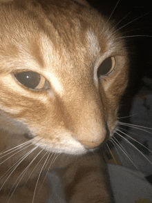 a close up of an orange cat with black eyes