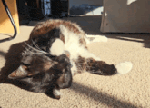 a black and white cat laying on its back on a tan carpet