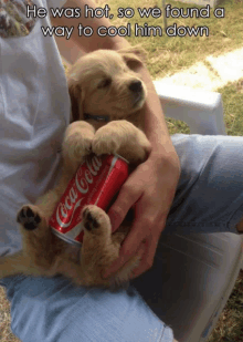 a person holding a puppy with a coca cola can