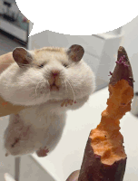 a hamster eating a piece of sweet potato with a speech bubble above it