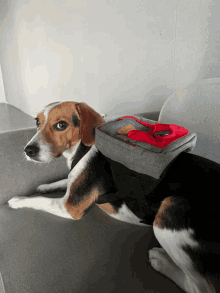 a beagle dog wearing a backpack on its back