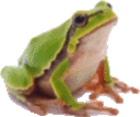 a green frog is sitting on a white background .